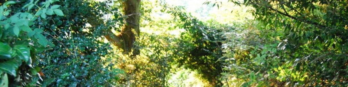 Photo "Steps, Footpath to Crockham Hill" by Nigel Chadwick (Creative Commons Attribution-Share Alike 2.0) / Cropped from original