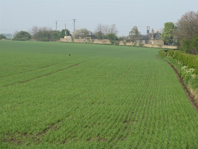 Young cereals at Ryal