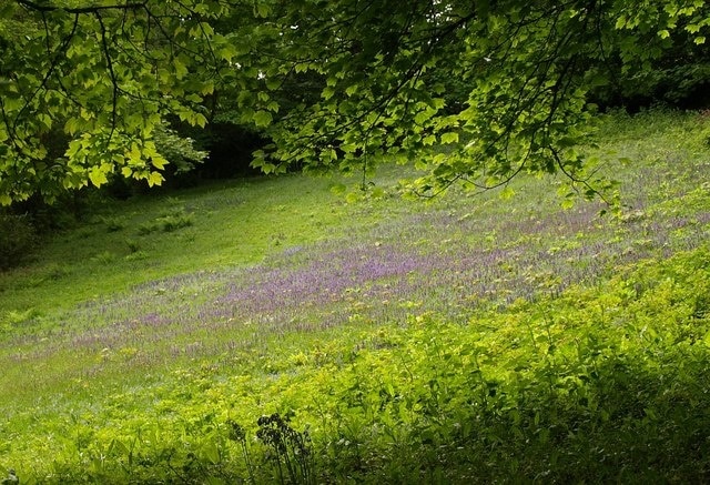 Bugle near Chacewater. A little meadow by the Chacewater-Twelveheads lane with an eye-catching sea of bugle (Ajuga reptans) in its midst. See 1313688 for a closer view.