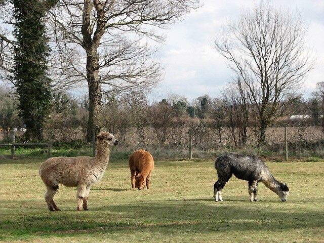 A group of alpacas. These alpacas share their pasture with a llama > 740515. Alpacas are South American camelids and resemble small llamas, but llamas are considerably taller and heavier. Apart from their different sizes, llamas and alpacas can also be distinguished by the shape and size of their ears: alpacas have shorter and straight ears whereas the ears of llamas are banana-shaped. Alpacas are kept in herds at altitudes of 2300 to 5000 metres and are valued only for their fibre. They are not used as pack animals. http://en.wikipedia.org/wiki/Alpaca