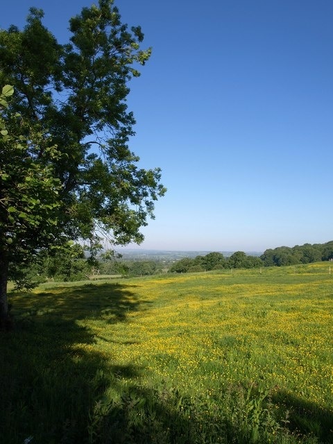 Meadow beside Old House Copse From the path from Chittoe to Bowden Hill as it emerges from the copse, a buttercup-filled meadow.