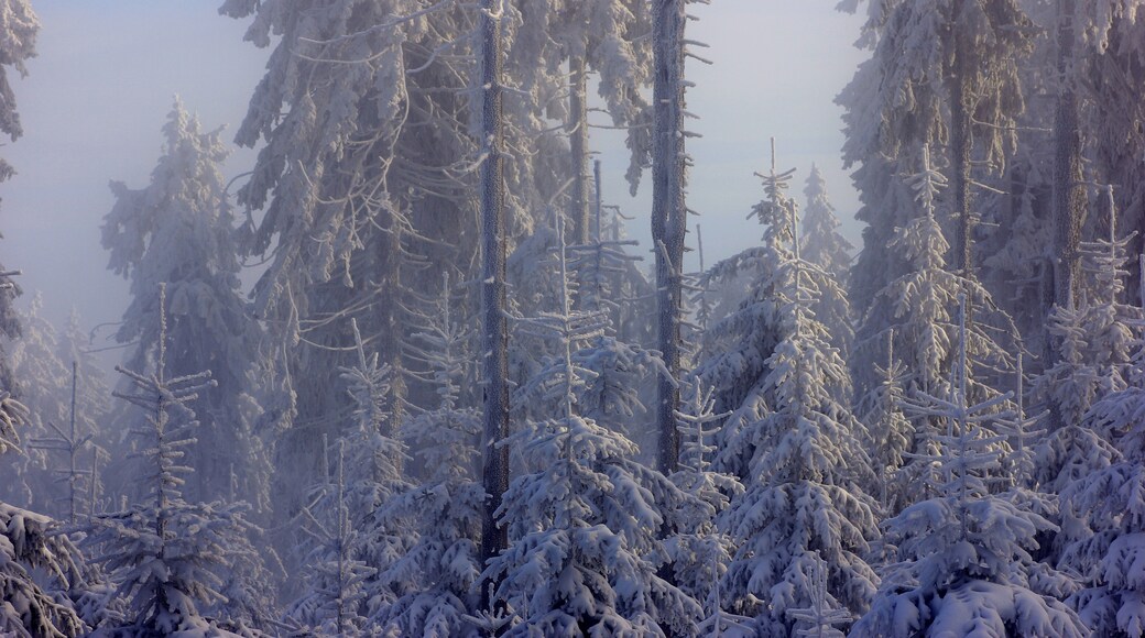 Foto „Weißenstadter Forst-Süd“ von Twhrl (CC BY-SA)/zugeschnittenes Original