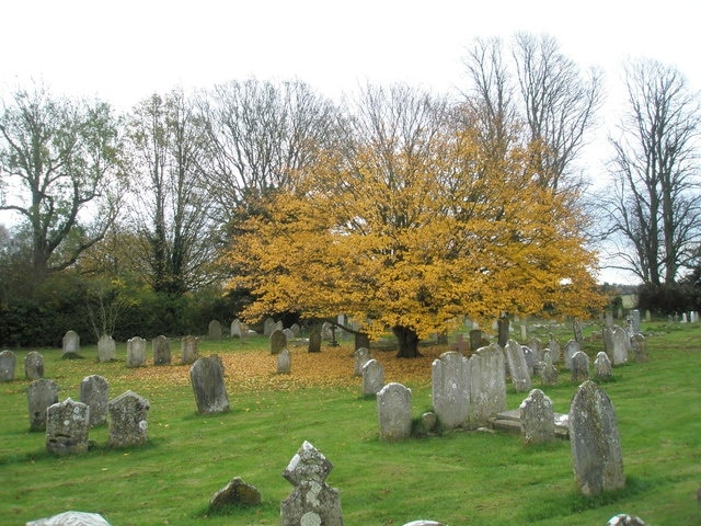 A golden glow on an otherwise dull day in Funtington Churchyard