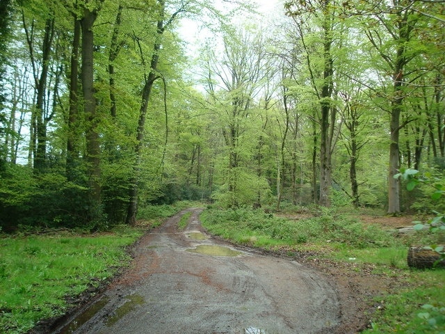 Track to Leominstead Pond