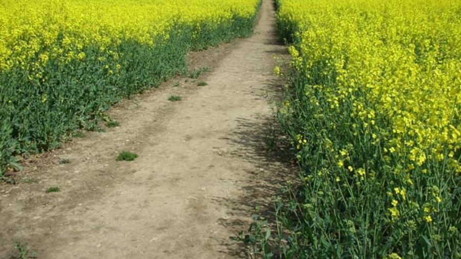 Photo "Footpath from Wollaston to Irchester The farmer has left a wide path through the crop of oil seed rape" by Will Lovell (Creative Commons Attribution-Share Alike 2.0) / Cropped from original
