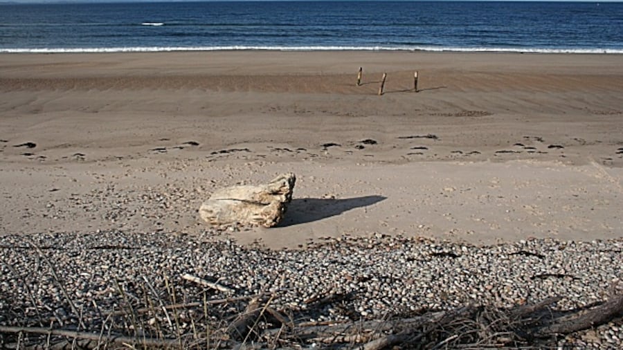 Photo "Culbin Beach Looking North A massive tree trunk has been washed up as driftwood. In the distance, at the far side of the Moray Firth, are the hills of eastern Sutherland." by Anne Burgess (Creative Commons Attribution-Share Alike 2.0) / Cropped from original