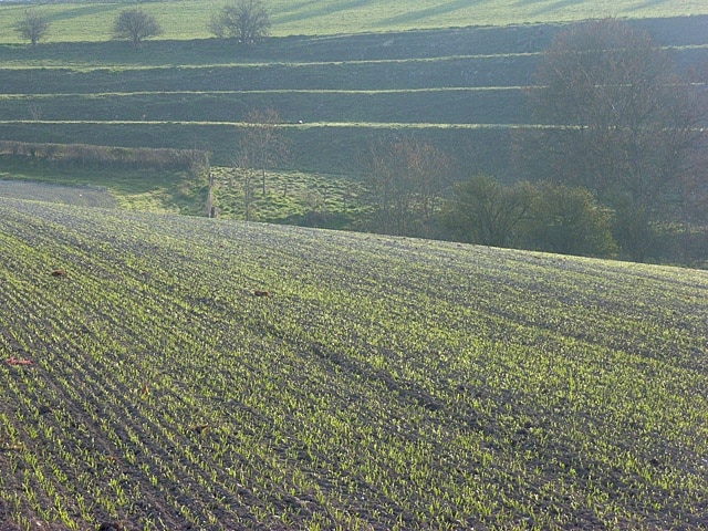 Farmland and strip lynchets, Upavon. Ancient cultivation terraces captured in morning sunshine.