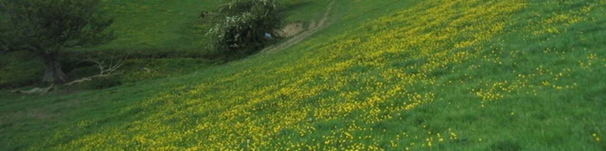 Photo "Buttercups in England and Wales The border runs from the photographer's position, on the Offa's Dyke Path, down to the stream, which it then follows to the River Camlad." by Tim Heaton (Creative Commons Attribution-Share Alike 2.0) / Cropped from original