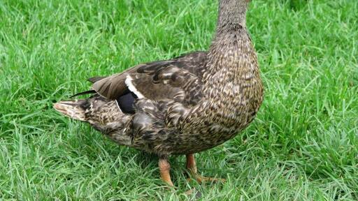 Ảnh "Letheringsett" của Evelyn Simak (CC BY-SA) / Cắt từ ảnh gốc