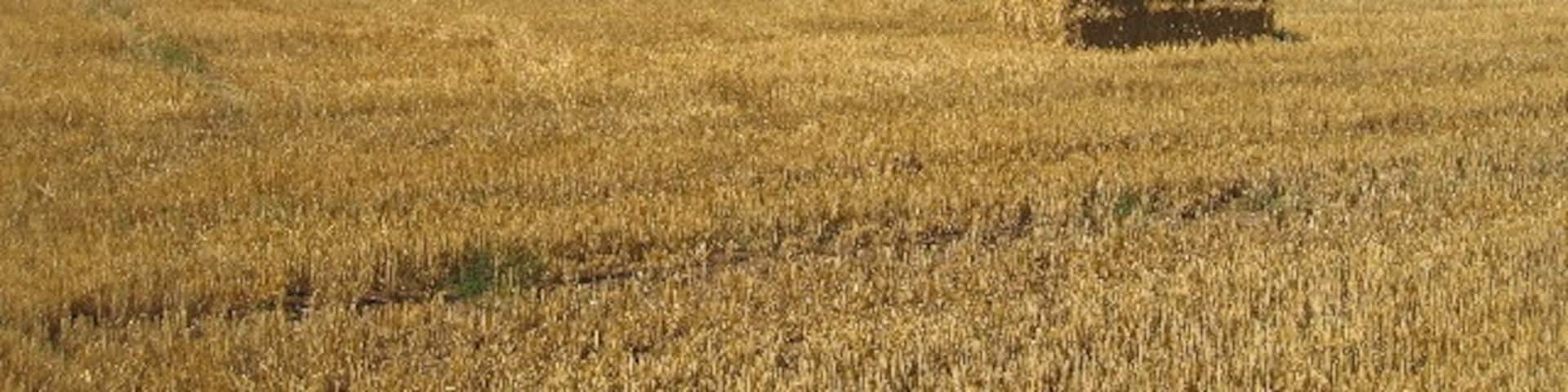 Harvesting near Bubbenhall. Looking NW from the path to Ryton with the buildings of Middlemarch Business park in the next square visible on the higher ground in the distance.