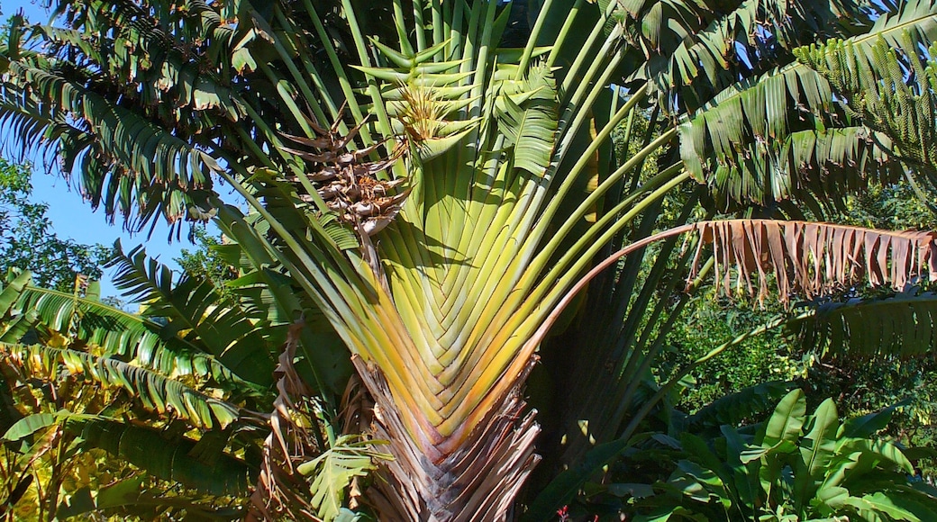 "Campo Internacional Maspalomas"-foto av H. Zell (CC BY-SA) / Urklipp från original