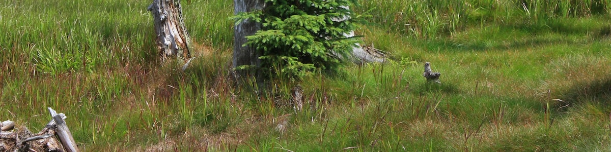 Photo "Picea abies, Rachel, Bavarian Forest Nationalpark" by Willow (Creative Commons Attribution-Share Alike 3.0) / Cropped from original