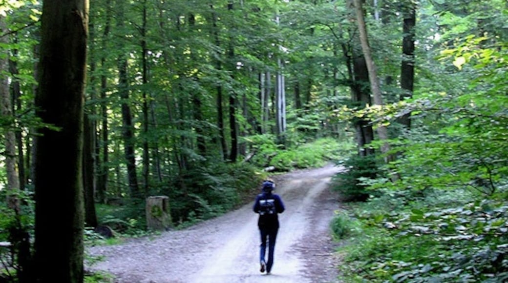 Foto „Grünwald“ von BkM-SE (CC BY)/zugeschnittenes Original