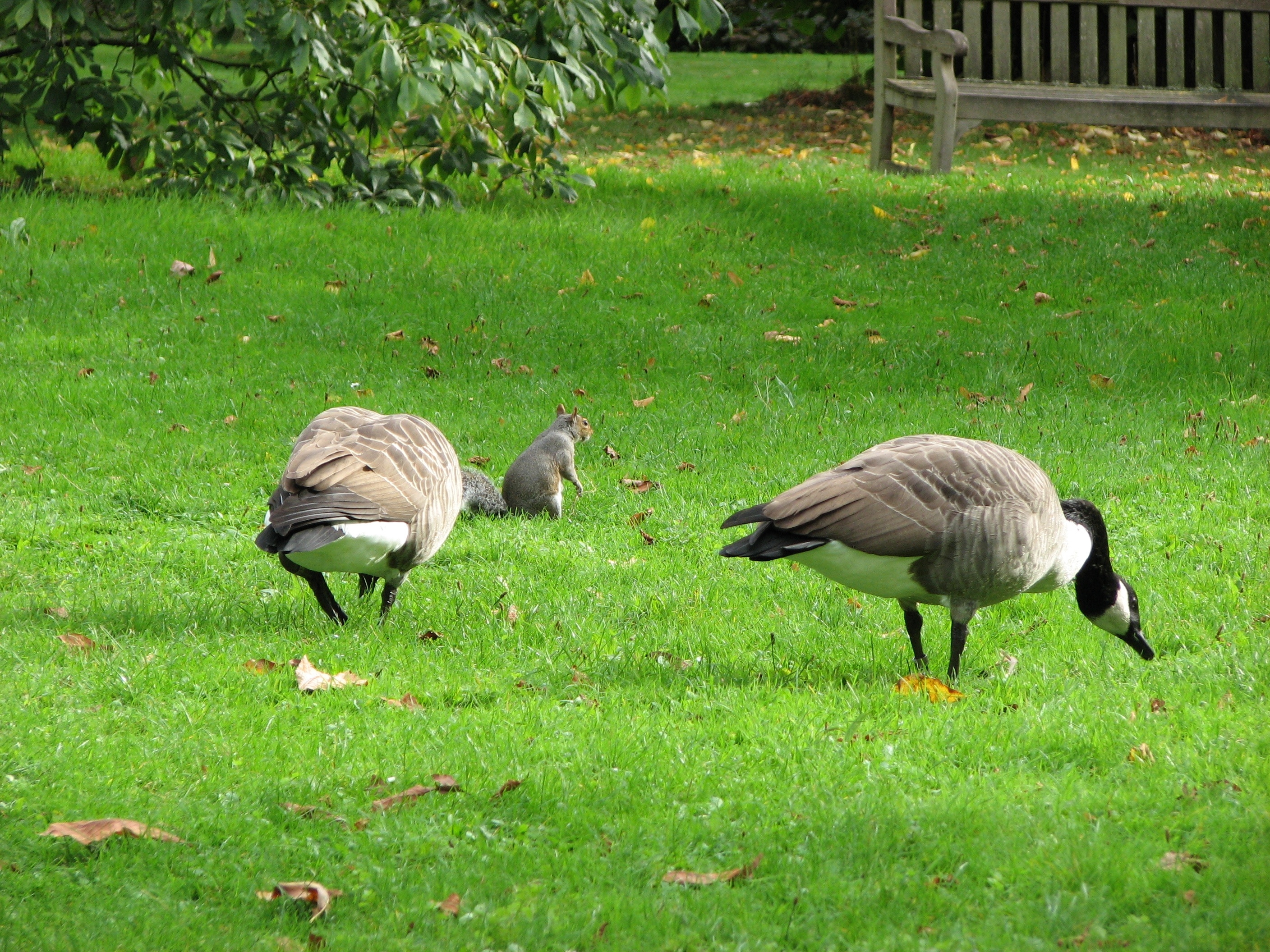 Canada goose 2024 londres opiniones