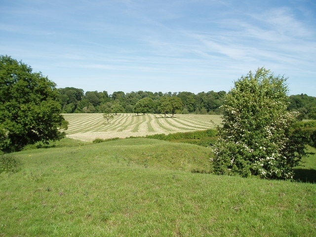 Freshly mown grass. Looking across farmland in Cheshire! In the distance is Boundary Wood, and just in front of the wood is the River Weaver.