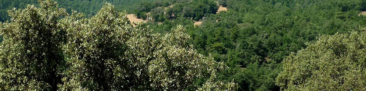 Photo "Castell de Llanera (Torà): des de la masia de Santa Maria" by Isidre blanc (Creative Commons Attribution-Share Alike 3.0) / Cropped from original