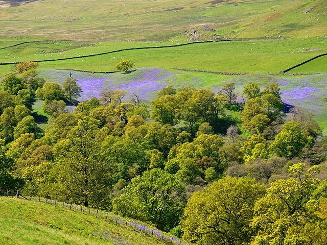 Monzie Wood A carpet of bluebells extends beyond the woods up the lower slopes of Craig Kipmaclyne.