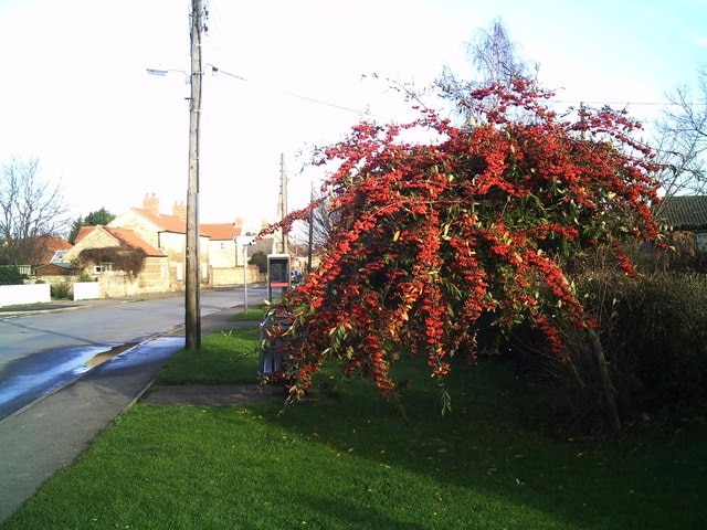 Berry-laden bush Langtoft village This bush, near the telephone kiosk, is still laden with ripe berries -- on the 1st January.