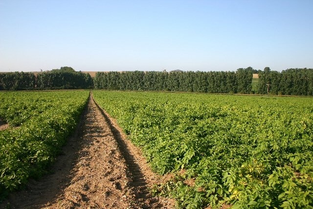 Ảnh "The Saxhams" của Bob Jones (CC BY-SA) / Cắt từ ảnh gốc