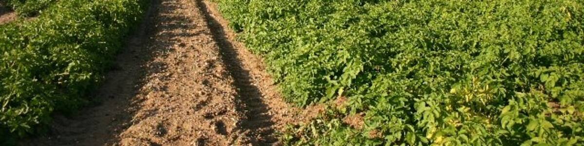 Photo "Footpath between Great Saxham and Risby. This path crosses the busy A14 before reaching the village of Risby. Here, in Great Saxham, it passes through a potato field." by Bob Jones (Creative Commons Attribution-Share Alike 2.0) / Cropped from original