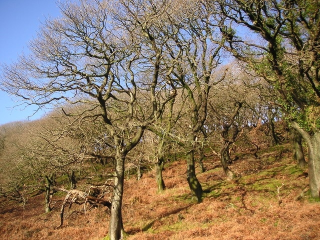 Ancient Oaks by the Ogmore