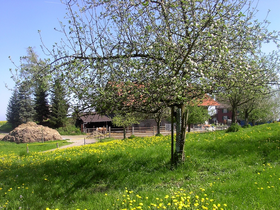 Bodenseeregion im Frühling