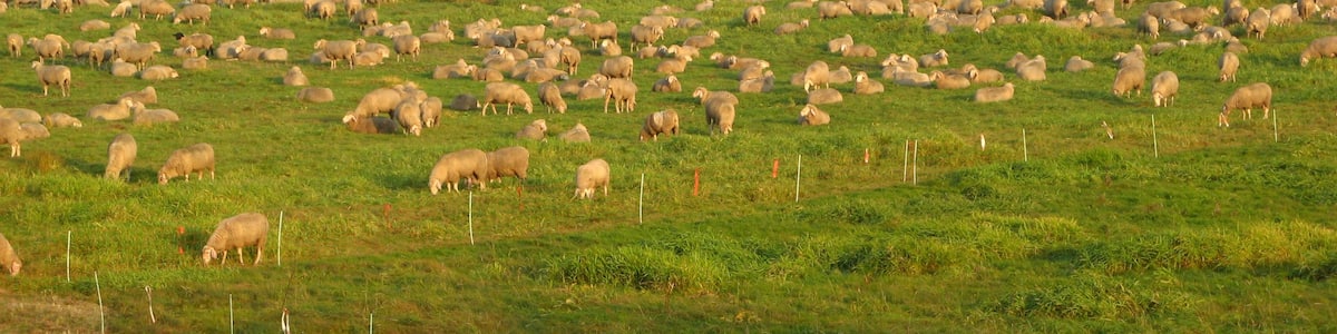 Photo "Deutsch Schafe" by paciana (Creative Commons Attribution 3.0) / Cropped from original