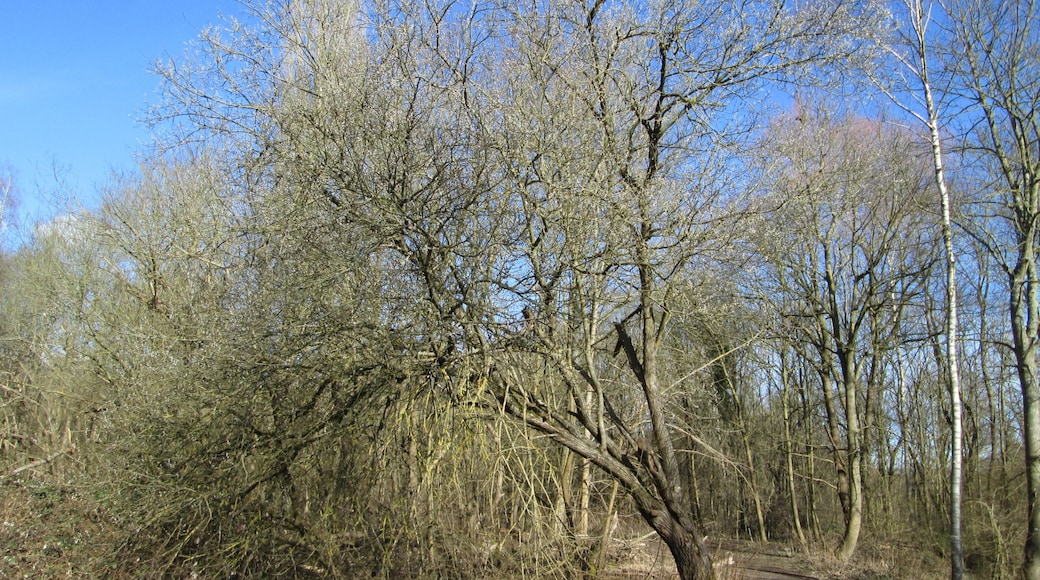 Schafbrücke