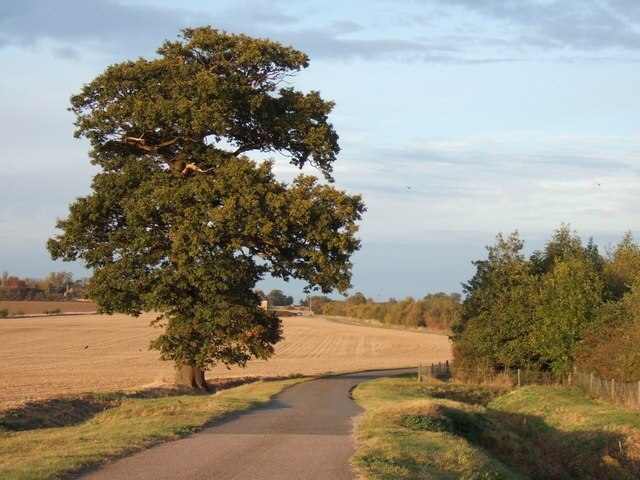 A lonely oak near the A14