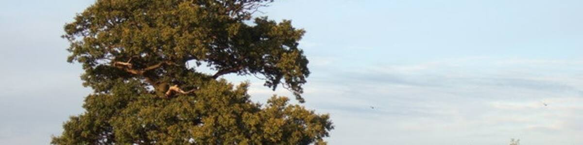 Photo "A lonely oak near the A14" by Richard Humphrey (Creative Commons Attribution-Share Alike 2.0) / Cropped from original