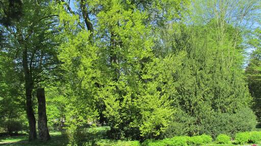 Foto "Alt-Durlach" oleh Baden de (CC BY) / Dipotong dari foto asli