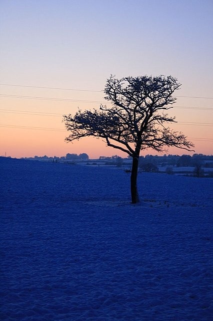 Tree in field. See also 919616. The light was fading fast after sunset and was already too dark for the camera to pick-up the snow still frozen on the branches from the falls the day before.