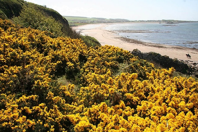 Gorse bushes on the headland Gorse in full bloom overlooking Maidenhead Bay.