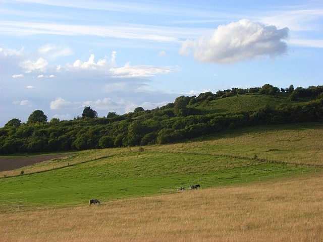 Hillside above Goring Looking across a dry valley above Battle Road. Horses graze in the meadows.