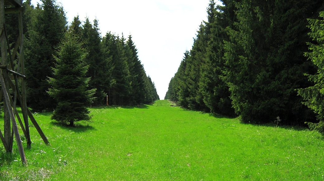 Bildet «Harz» tatt av TerraX_Bln (CC BY) / originalbilde beskjært