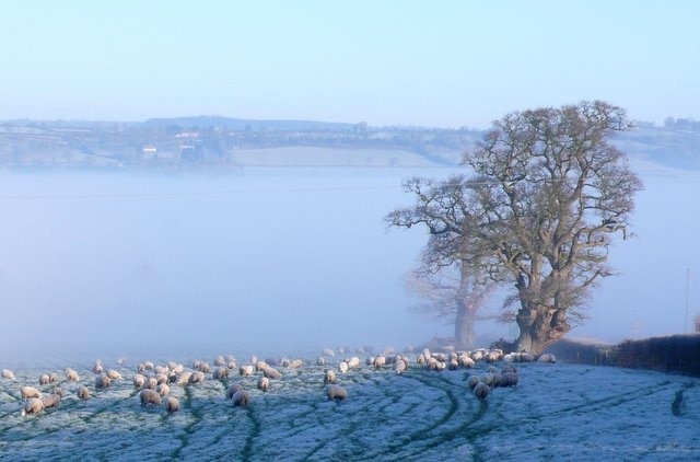 Sheep in the Misty Vale View north into the valley of the Whitelake, a small river that drains westwards into the River Brue. This is just east of the village of Pylle. The hedge on the right marks the A37 Fosse Way heading towards Shepton Mallet 5km to the north.