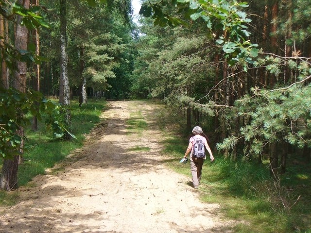 Wietkiekenberg - Waldweg (Woodland Path)