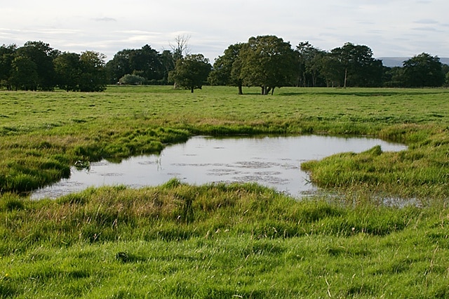 Watering Hole There were many small holes in this field in which to twist your ankle. Probably left by grazing cattle on the waterlogged land.