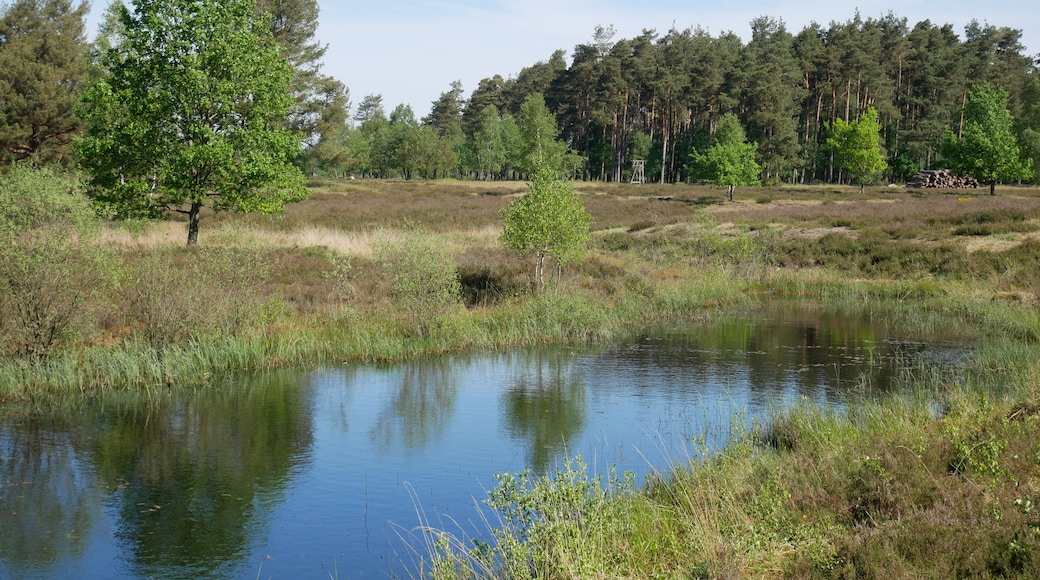 Gewässer an der Behringer Heide, Naturschutzgebiet Lüneburger Heide, Niedersachsen