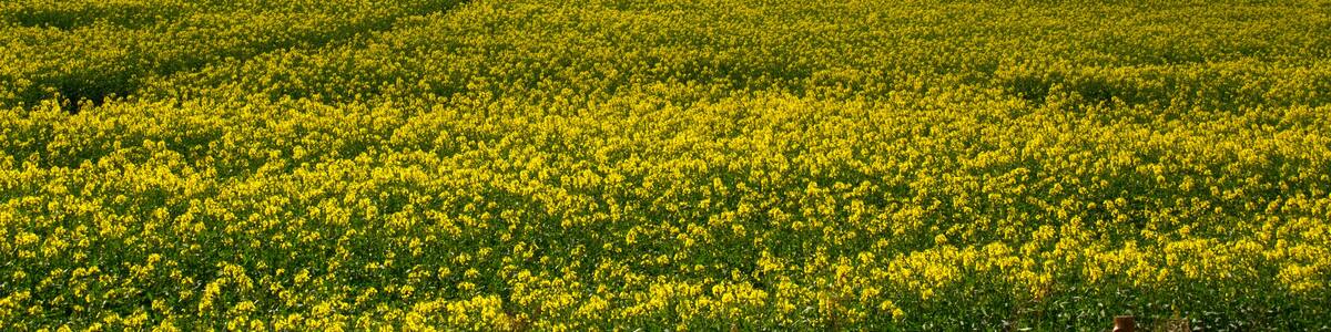Photo "Yellow Field" by Tony Hisgett (Creative Commons Attribution 2.0) / Cropped from original