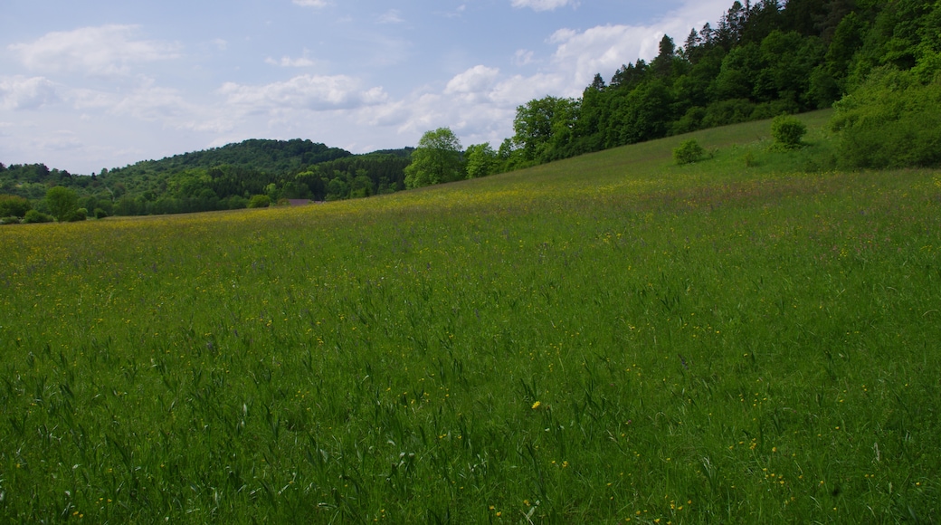 ภาพ "อุทยานธรรมชาติวนดหมื่น Swabian-Franconian" โดย Schelm (CC BY-SA) / ตัดภาพจากขนาดต้นฉบับ