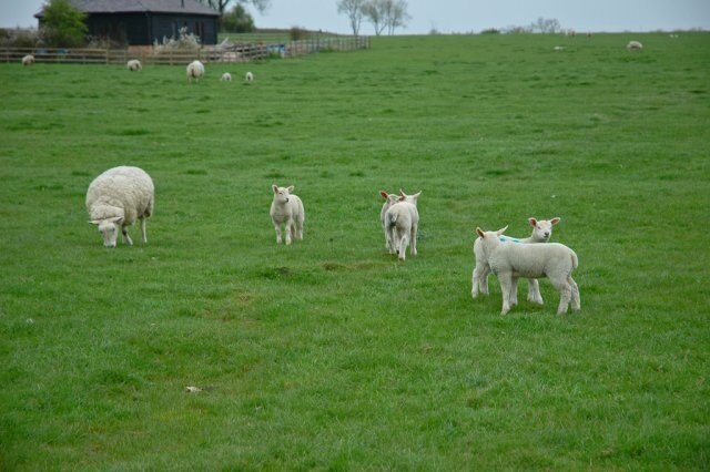 Foto „Oving“ von Peter Roberts (CC BY-SA)/zugeschnittenes Original