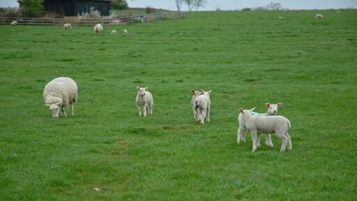 Foto „Oving“ von Peter Roberts (CC BY-SA)/zugeschnittenes Original