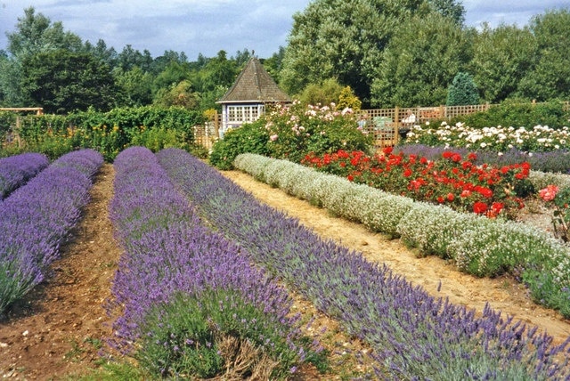 Lavender Beds at Norfolk Lavender, Heacham, Norfolk As well as the usual purple lavender, you can see some white lavender on the right hand side of the image. The lavender plants are many years old and are cut down ruthlessly every year.