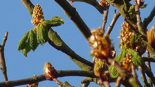 Photo "Rowhedge" by Zorba the Geek (CC BY-SA) / Cropped from original