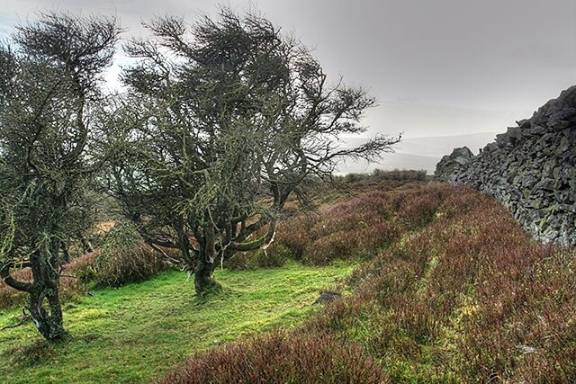 Above Kings Forest