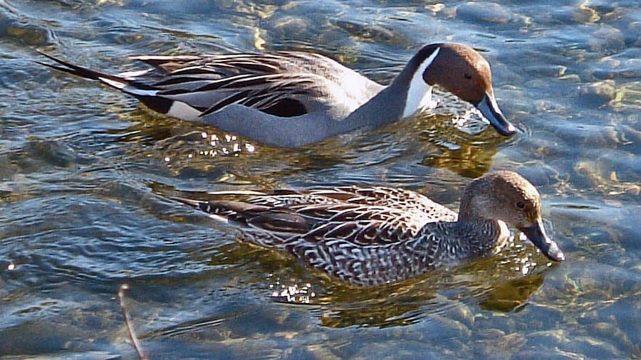 Photo "Two Northern Pintail ducks" by Zeimusu (Creative Commons Attribution-Share Alike 3.0) / Cropped from original