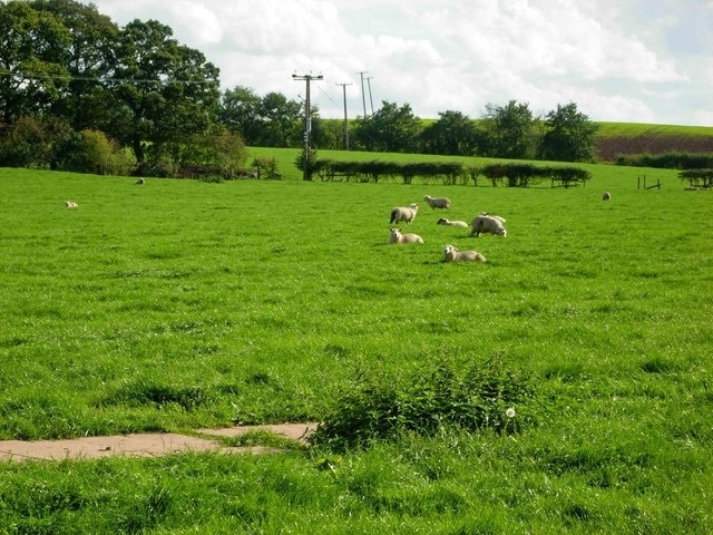 Farmland near Shallowford. Sheep pasture to the east of the Little Bridgeford - Norton Bridge road.