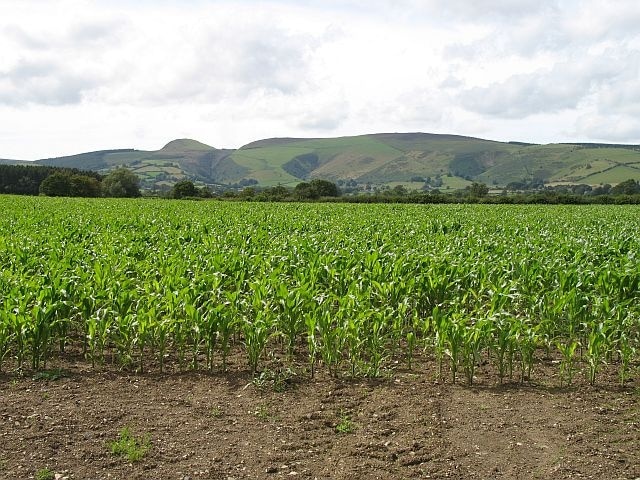 Maize, Vale of Radnor Forage maize crop below the Radnor Forest.