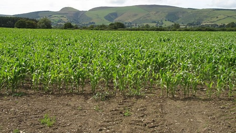 Photo "Maize, Vale of Radnor Forage maize crop below the Radnor Forest." by Richard Webb (Creative Commons Attribution-Share Alike 2.0) / Cropped from original